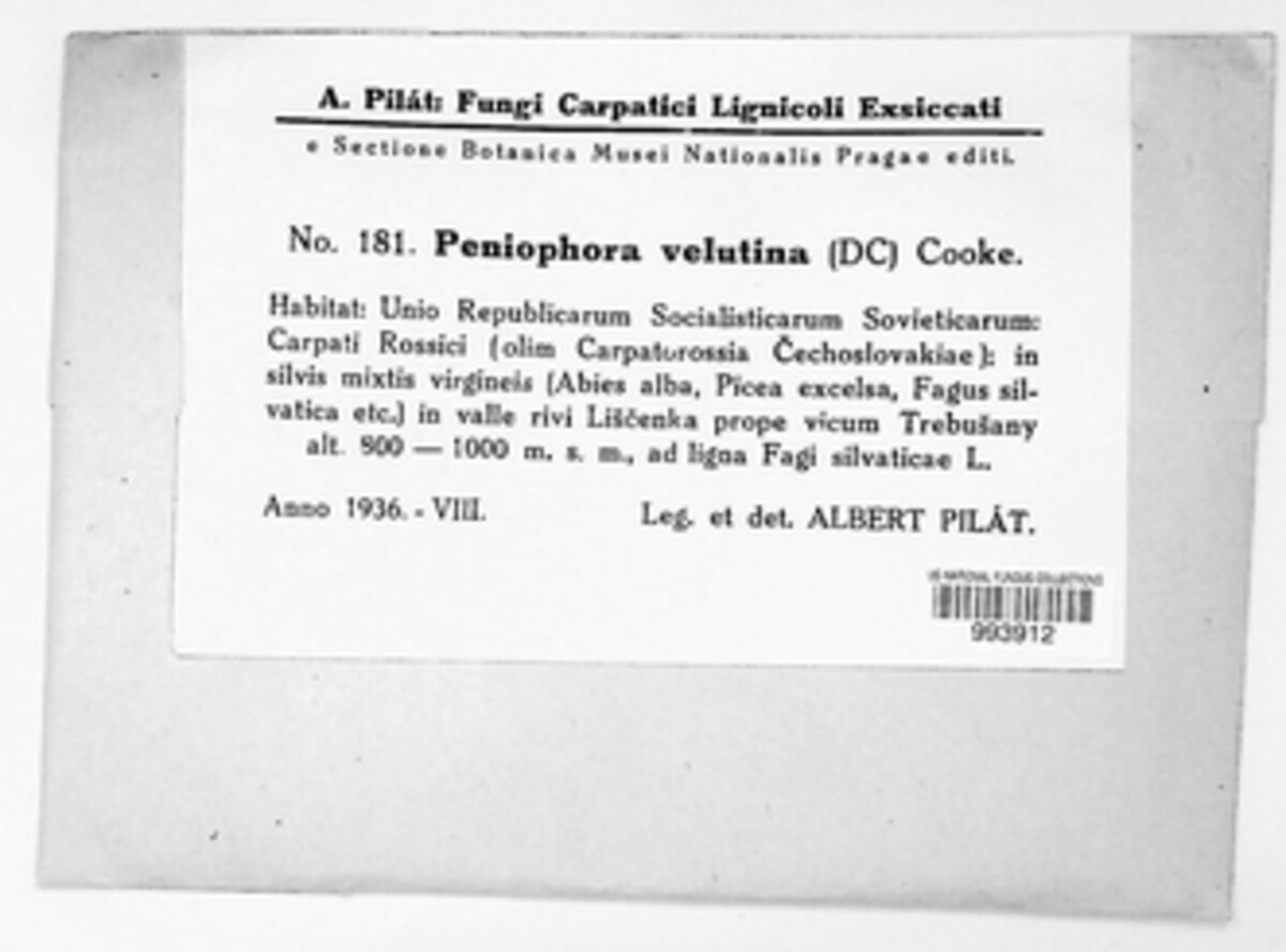 Phanerochaete velutina image